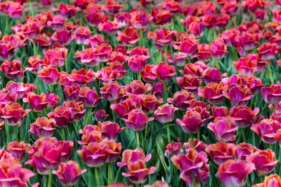 Close-up of pink flowering plants
