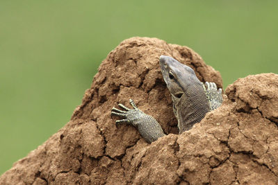 Close-up of lizard on rock