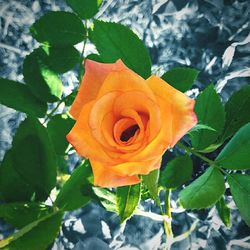 Close-up of yellow rose