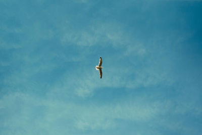 Low angle view of bird flying in sky