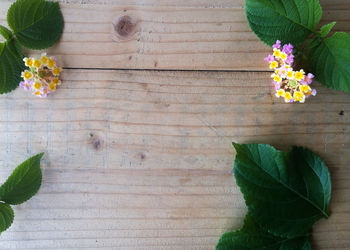 High angle view of potted plant on table