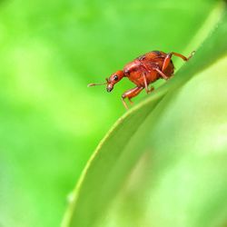 Close-up of insect on leaf