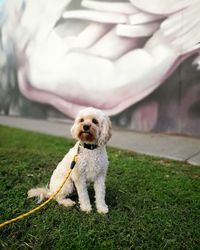 Portrait of puppy on field