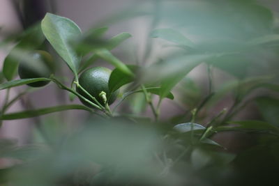 Close-up of fruit growing on plant