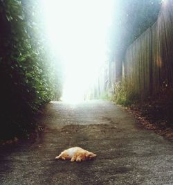 Street lights on road