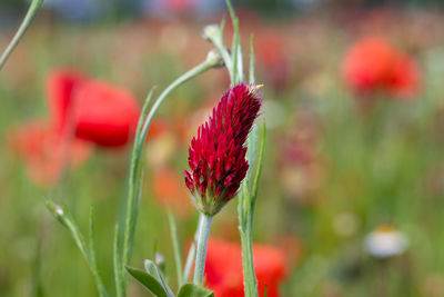 Close-up of red flowering plant