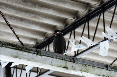 Pigeons perching on railing