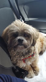 Close-up of dog sitting in car