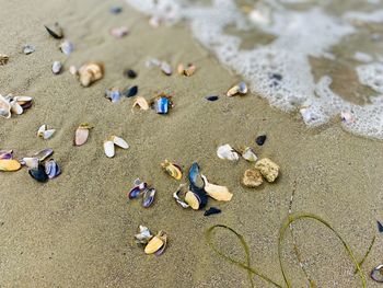 High angle view of shells on beach