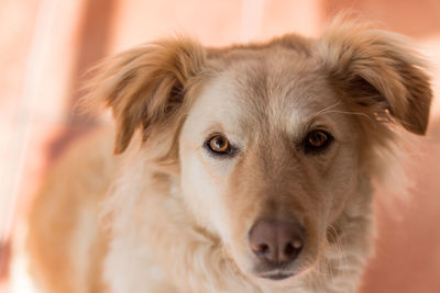 Close-up portrait of a dog