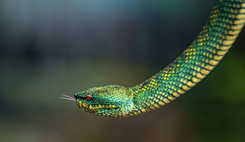 Close-up of snake