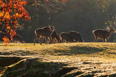 Autumn leaves in nara park