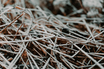 Close-up of dried plant