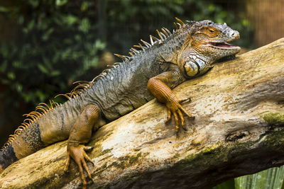 Close-up of lizard on tree