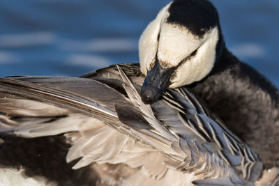 Close-up of pelican