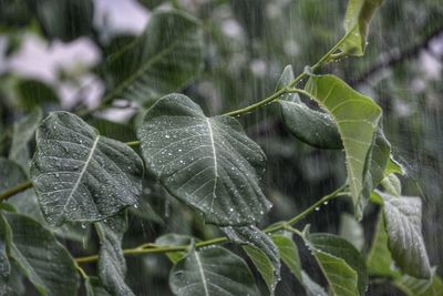 Close-up of raindrops on leaves