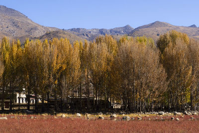 Scenic view of field against clear sky