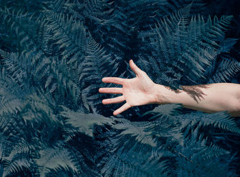 Close-up of hand touching ferns
