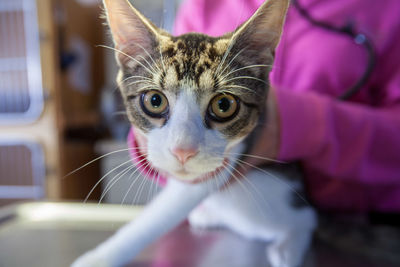 Close-up portrait of a cat