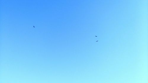 Low angle view of birds flying against blue sky