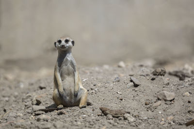 Meerkat on the ground