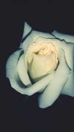 Close-up of white rose over black background