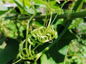 Close-up of green plant