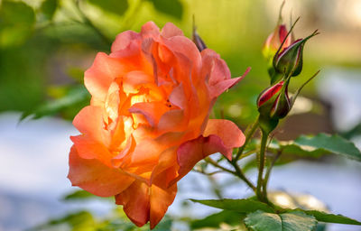 Close-up of flower blooming outdoors