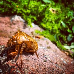 Close-up of lizard on tree