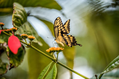 Close-up of butterfly pollinating on flower