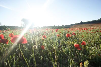 Red poppy flowers in field