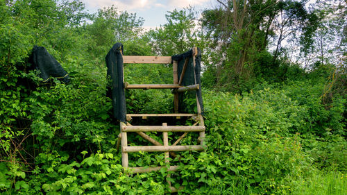 Built structure in forest