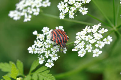 Close-up of butterfly pollinating on flower
