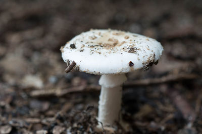 Close-up of mushroom growing on field