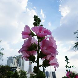 Low angle view of pink flowers blooming against sky
