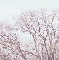 Low angle view of bare trees against sky