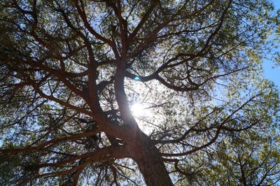 Low angle view of trees against clear sky