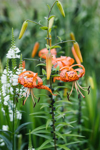 plant