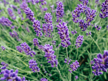 Close-up of lavender flowers growing on field