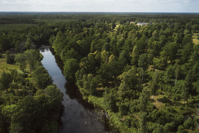 Aerial view of river and forest