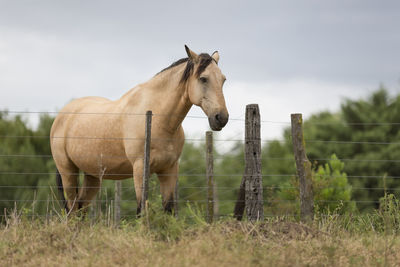 Horse standing on grassy field by railing against sky