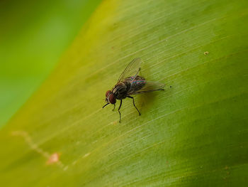 Close-up of fly on leaf