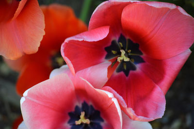 Close-up of pink rose flower