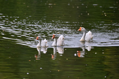 Three white goose swimming over the lake