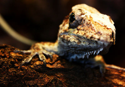 Close-up of lizard