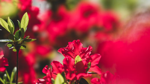 Close-up of red flowering plant