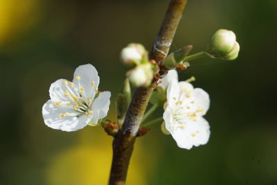 Close-up of cherry blossom on branch