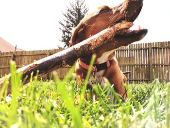 Dog on grass against sky