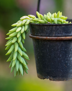 Close-up of potted plant hanging on tree