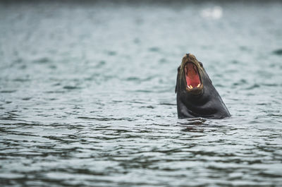 Close-up of seal in sea